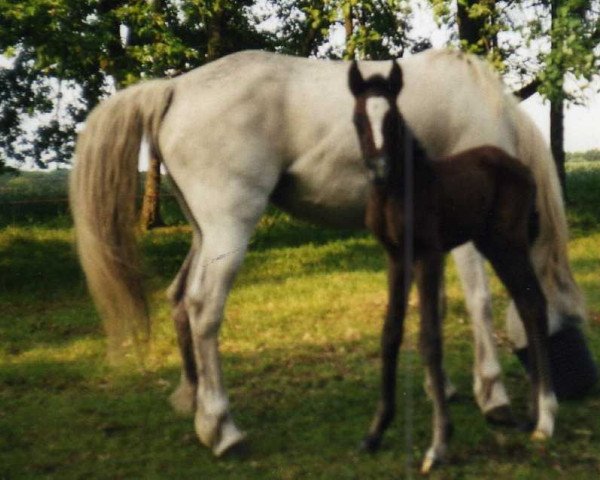 horse Freydis TR (Arabian, 2000, from Mardschan 1982 ox)