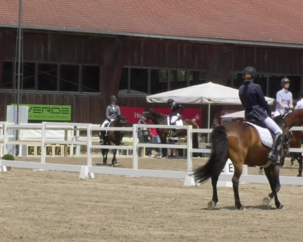 Reitturnier Pellheim-Gerblhof 2018