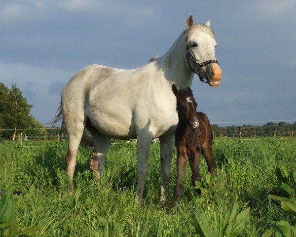 jumper Legolas TR (Arabian, 2010, from Caruso)