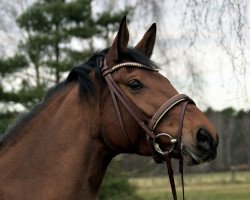 dressage horse Despina B (Hanoverian, 2011, from Don Diamond)