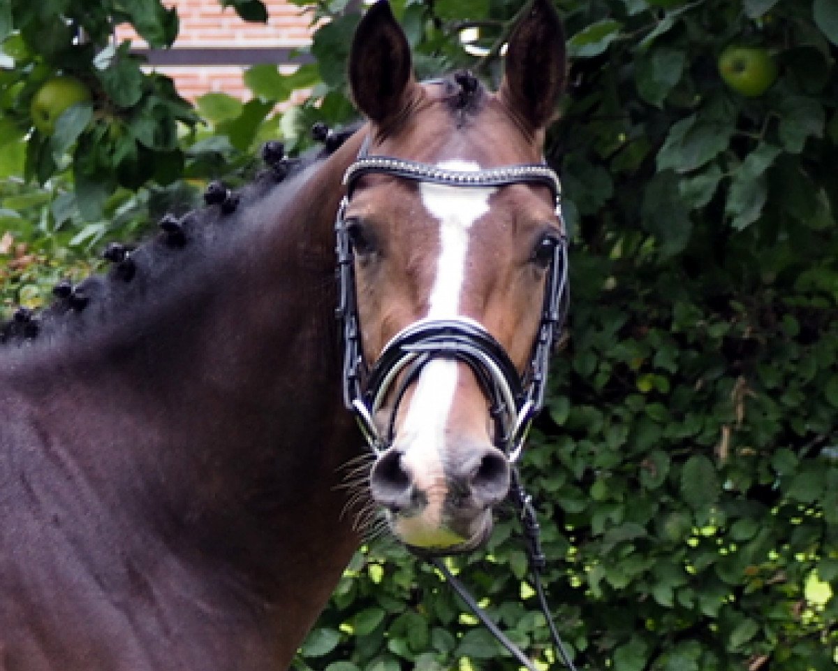 Springpferd I'm Lucky I'm Luke (Deutsches Reitpony, 2012, von Halfweg Lover-Boy)