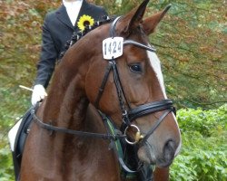 Springpferd Estell 17 (Holsteiner, 2012, von Chin Champ)