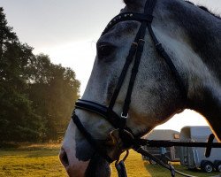 dressage horse Hugopalu (Holsteiner, 2012, from Hirtentanz 2)