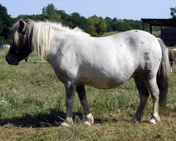 Zuchtstute Emilia vom Regenbogen (Dt.Part-bred Shetland Pony, 1999, von Borax v. Silbersee)