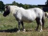 Zuchtstute Emilia vom Regenbogen (Dt.Part-bred Shetland Pony, 1999, von Borax v. Silbersee)