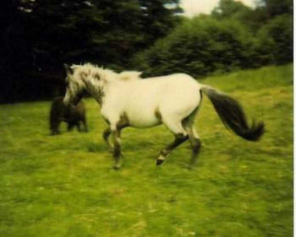 Zuchtstute Elana (Dt.Part-bred Shetland Pony, 1995, von Admiral)