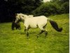 broodmare Elana (Dt.Part-bred Shetland pony, 1995, from Admiral)