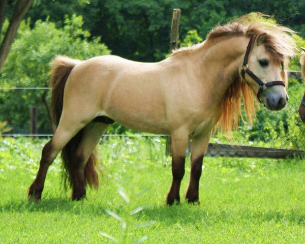 Deckhengst Ramon Oet Twente (Shetland Pony (unter 87 cm), 2001, von Bye Bye van Dennenhof)