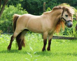 stallion Ramon Oet Twente (Shetland pony (under 87 cm), 2001, from Bye Bye van Dennenhof)