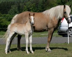 Zuchtstute Amazone vom Obtalhof (Haflinger, 2002, von Afloyd)