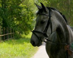 dressage horse Coco Chanel 216 (Oldenburg, 2007, from Claudio's Son)