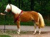 broodmare Aziza vom Eulental (Haflinger, 2008, from Arino)