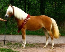 broodmare Aziza vom Eulental (Haflinger, 2008, from Arino)