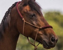 Pferd Gringo (Deutsches Reitpony, 1994, von Gitano)