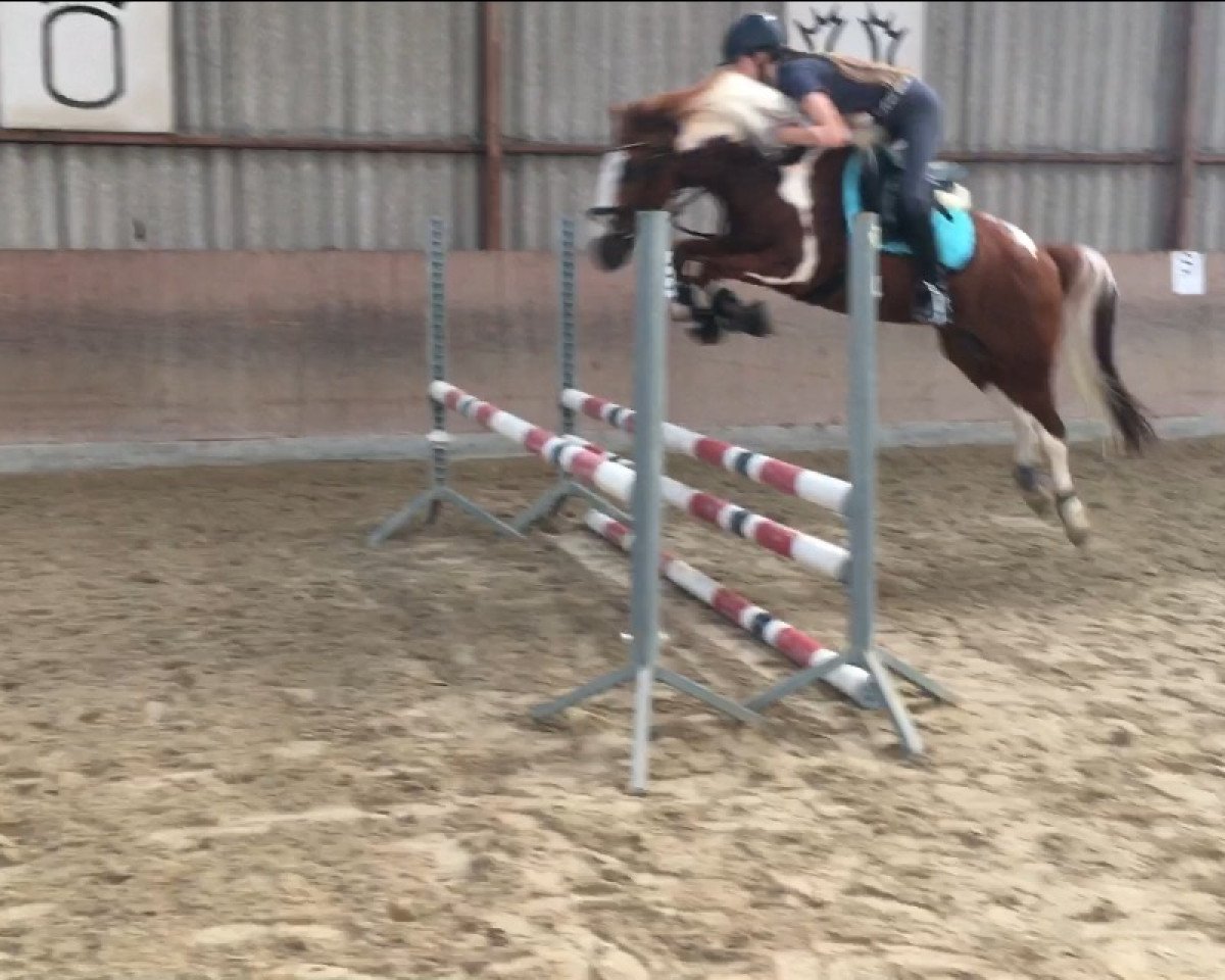 dressage horse Foxy 73 (Pony without race description, 2009)