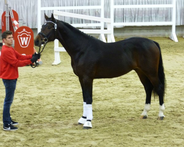 dressage horse Devino (Westphalian, 2015, from Dante Weltino Old)