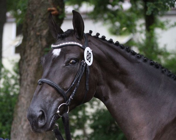 dressage horse Diaz (Westphalian, 2012, from Dr Doolittle 45)