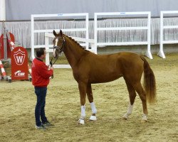 dressage horse Born to be yours (Westphalian, 2015, from Belissimo NRW)