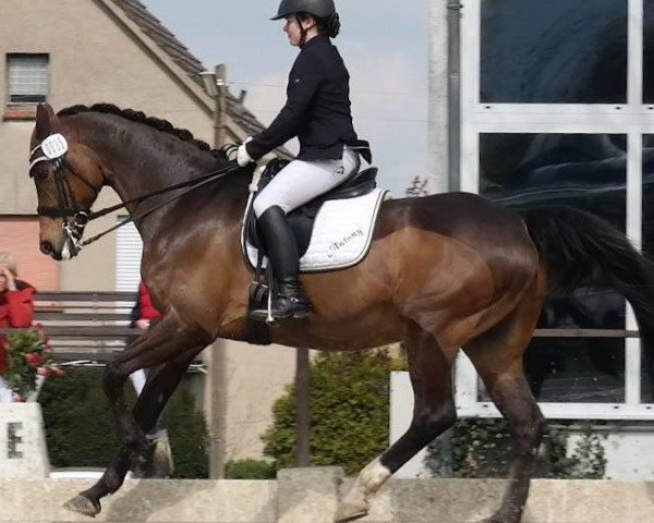 dressage horse Antony (Rhinelander, 2000, from Akribori)