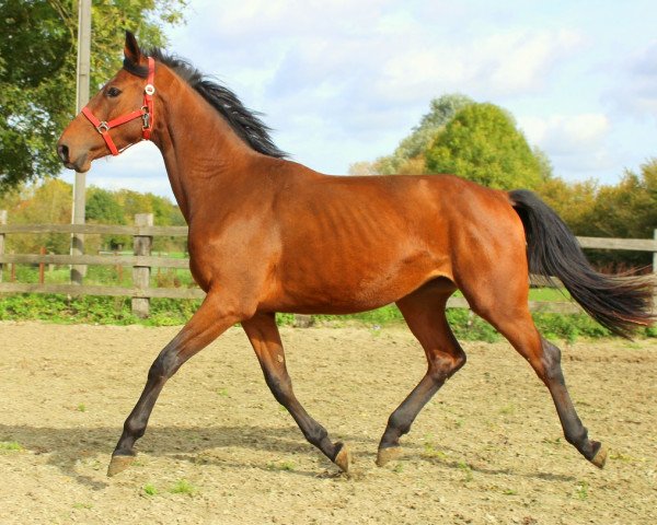 jumper Jamaica (KWPN (Royal Dutch Sporthorse), 2014, from Douglas)