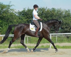 Pferd Eisfürstin (Deutsches Sportpferd, 2005, von Fürst Heinrich)