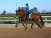 dressage horse Farbius (Hanoverian,  , from Fuechtels Floriscount OLD)