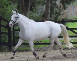 broodmare Be special Rosie (KWPN (Royal Dutch Sporthorse), 2006, from Special K)