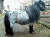 stallion Beauty de Valk (Shetland pony (under 87 cm), 1984, from Yoga du Mury-Marais)