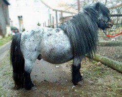 stallion Beauty de Valk (Shetland pony (under 87 cm), 1984, from Yoga du Mury-Marais)