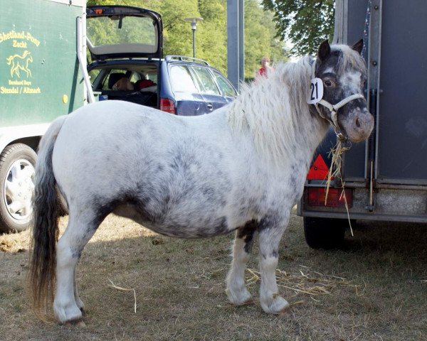 broodmare Eisprinzessin vom Regenbogen (Dt.Part-bred Shetland pony, 2005, from Beauty de Valk)