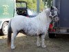 broodmare Eisprinzessin vom Regenbogen (Dt.Part-bred Shetland pony, 2005, from Beauty de Valk)