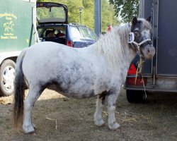 broodmare Eisprinzessin vom Regenbogen (Dt.Part-bred Shetland pony, 2005, from Beauty de Valk)