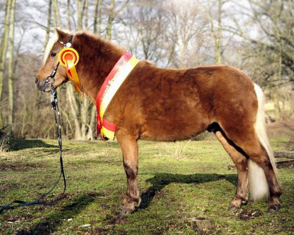 Deckhengst Just in Time (Deutsches Classic Pony, 2004, von John Boy)