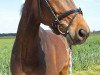 dressage horse Lovelle (Rhinelander, 2007, from Londonderry)