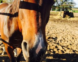 broodmare Lady L (Mecklenburg, 2004, from Lamarc)