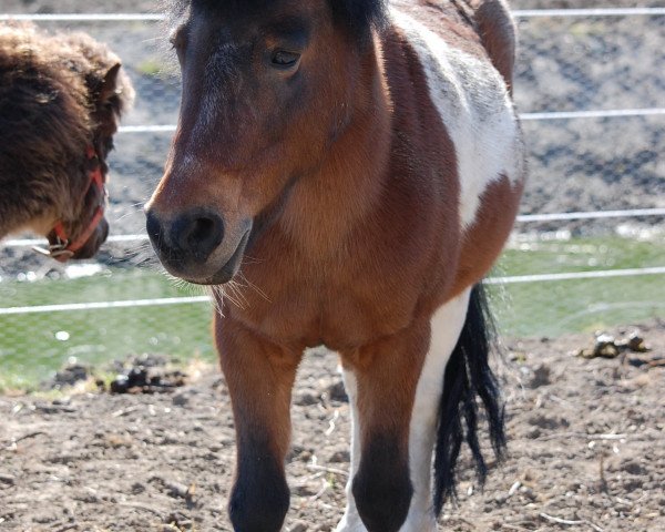 Zuchtstute Wellenbergs Dalina (Dt.Part-bred Shetland Pony, 2001, von Kardinal)