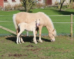 Pferd Fatiyah (Deutsches Reitpony, 2017, von Nancho's Golden Star)