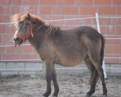 Zuchtstute Cookie (Shetland Pony, 2016, von Vulkan vom Melkweg)