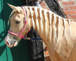 Pferd Fateemah (Deutsches Reitpony, 2012, von Coolmen)