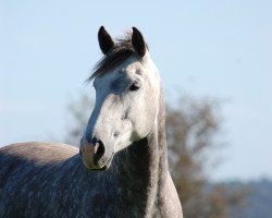 broodmare Donna X (Holsteiner, 2011, from Corrado I)