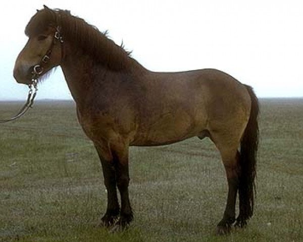 Deckhengst Þokki frá Miðfelli (Islandpferd, 1962, von Svipur frá Akureyri)