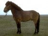 stallion Þokki frá Miðfelli (Iceland Horse, 1962, from Svipur frá Akureyri)