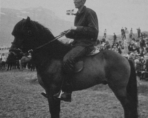 stallion Sleipnir frá Miðfelli (Iceland Horse, 1957, from Sörli frá Borgum)