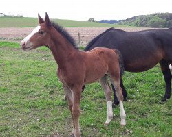 stallion Elliot (Sachs-door. Heavy Warmbl., 2017, from Everest)