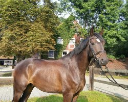 dressage horse Spectre 3 (Westphalian, 2012, from Silbermond)