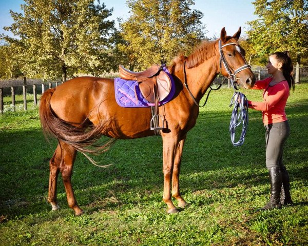 horse Lady Roxane (Hungarian Warmblood, 2014, from Redako)