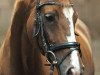 dressage horse Fine Felina 2 (Hanoverian, 2010, from Fürst Nymphenburg)