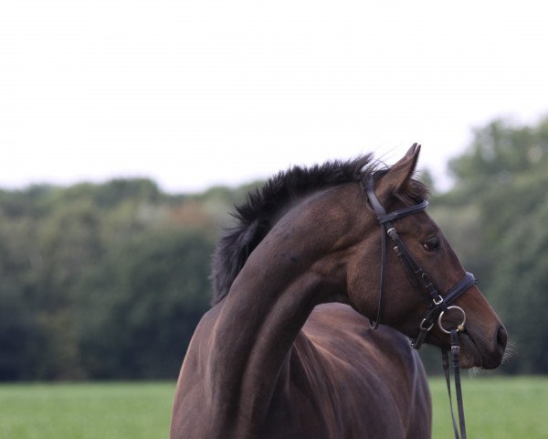 dressage horse Hard Rock (Westphalian, 2014, from Enzo Ferrari 6)