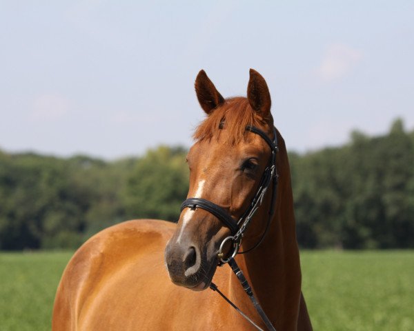 horse Painted red (Westphalian, 2014, from Enzo Ferrari)