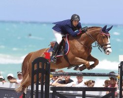 broodmare Babylotte (KWPN (Royal Dutch Sporthorse), 2006, from Dollar du Murier)